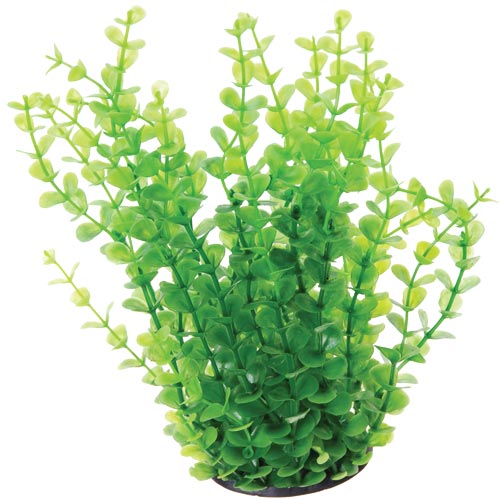 Green Moneywort - 10"