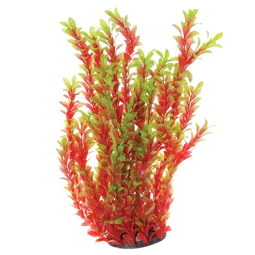 Red Ludwigia - 20"