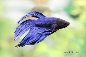 Betta, Male Assorted