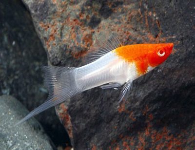 Swordtail, Red & White Santa Claus