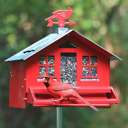 Perkys Pet Squirrel Be Gone II Country Style Feeder Red Bird