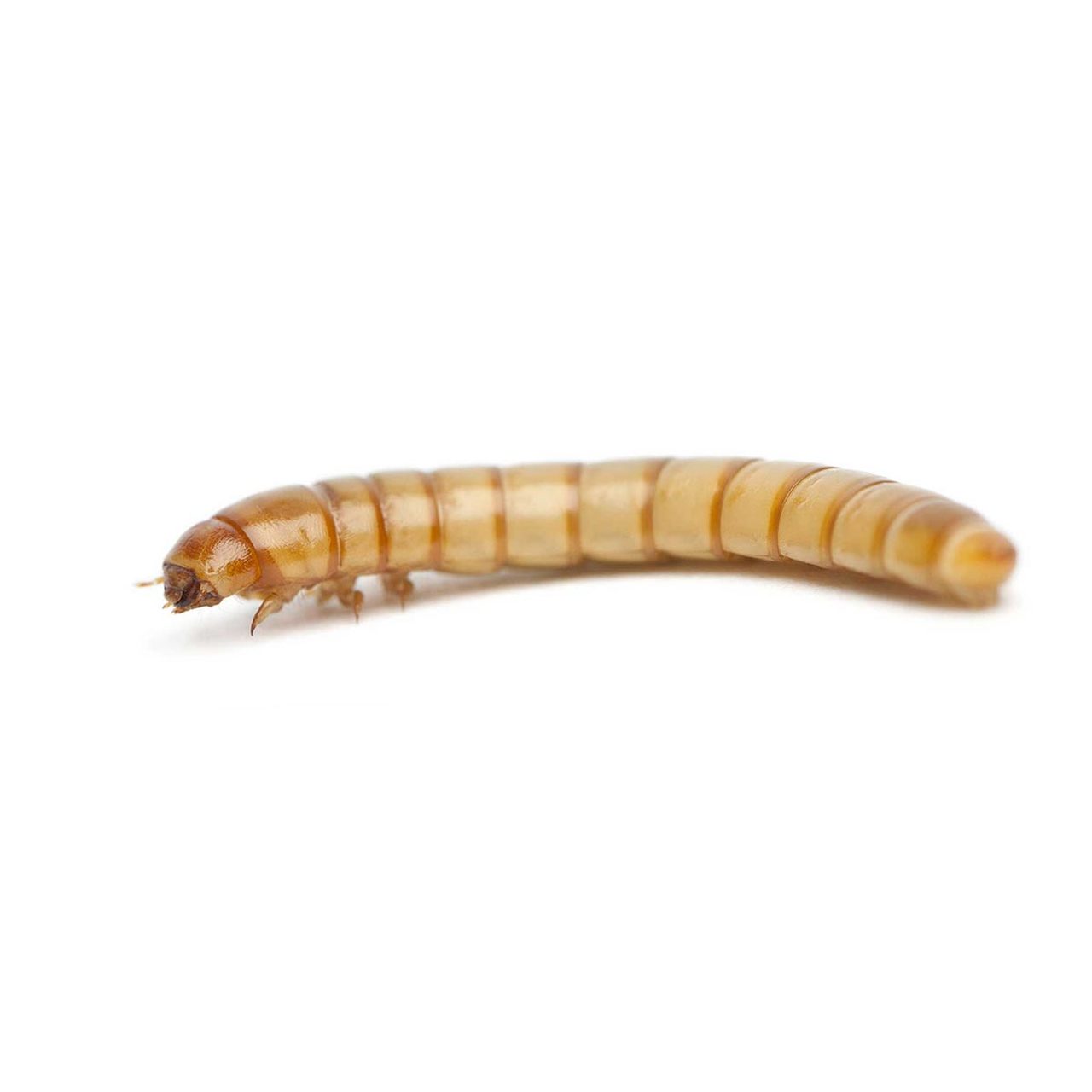 Live - Mealworms - 100
