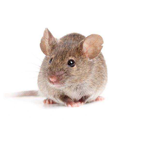 Frozen - Mouse Adult