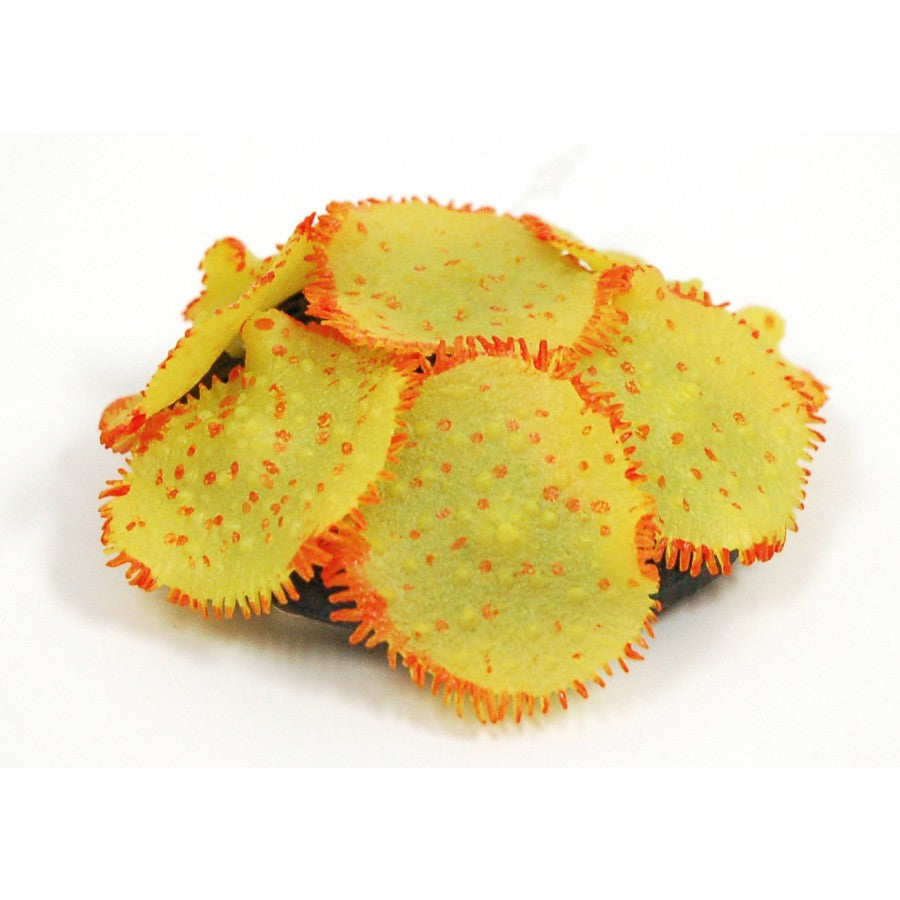 SPORN Ricordia Anemone YELLOW