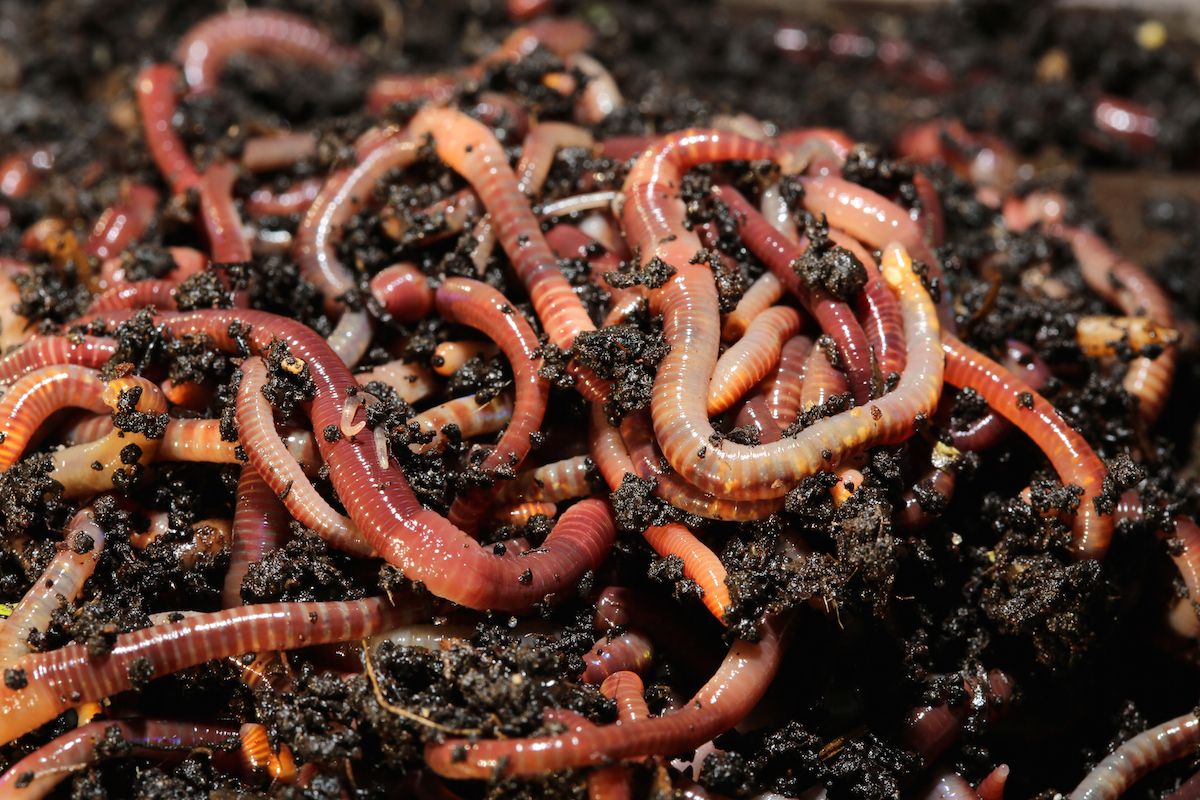 Red Wiggler (Trout) 24 Pack