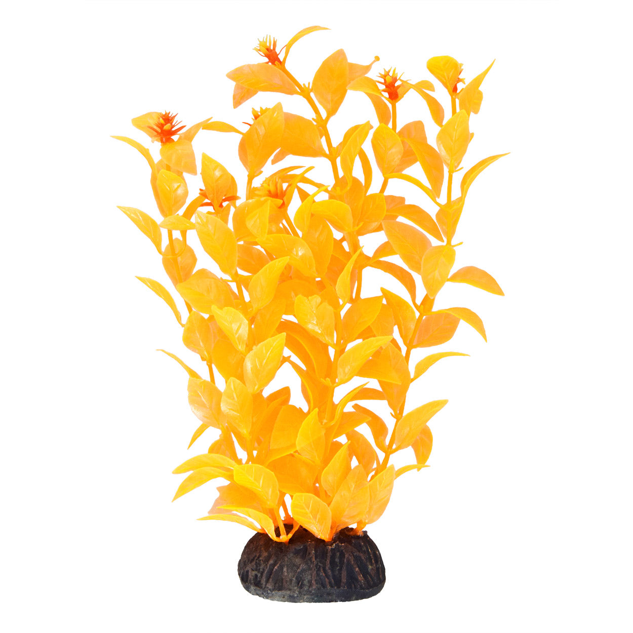Ludwigia - Orange - 8"