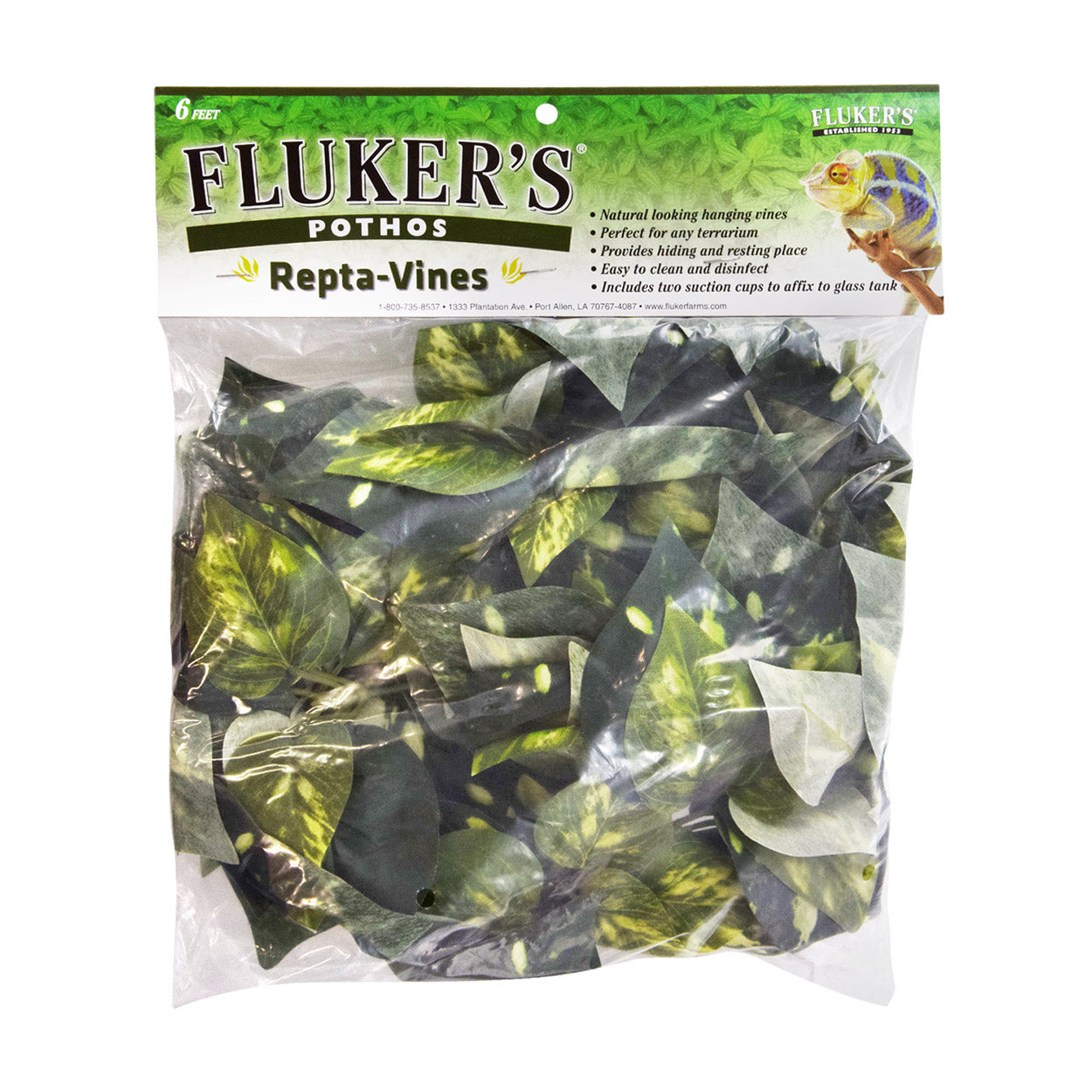 Repta-Vines - Pothos - 6"