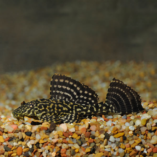 Pleco, Hifin Spotted