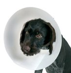 Elizabethan Collar, 20cm/8"