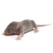 Frozen - Rat Fuzzy