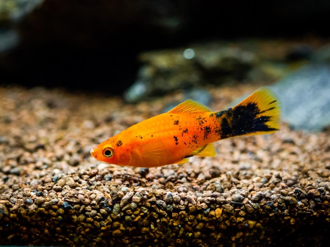 Platy, Sunburst Wag