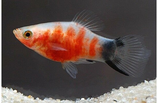 Platy, Red Tiger