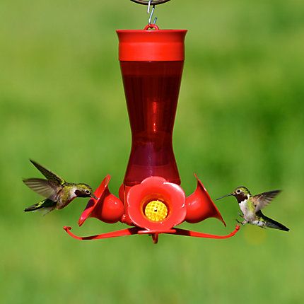 Perkys Pet Four Flower Hummingbird Feeder Bird 11oz