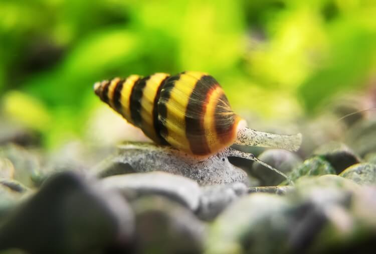 Snail, Striped Sml (Assassin)