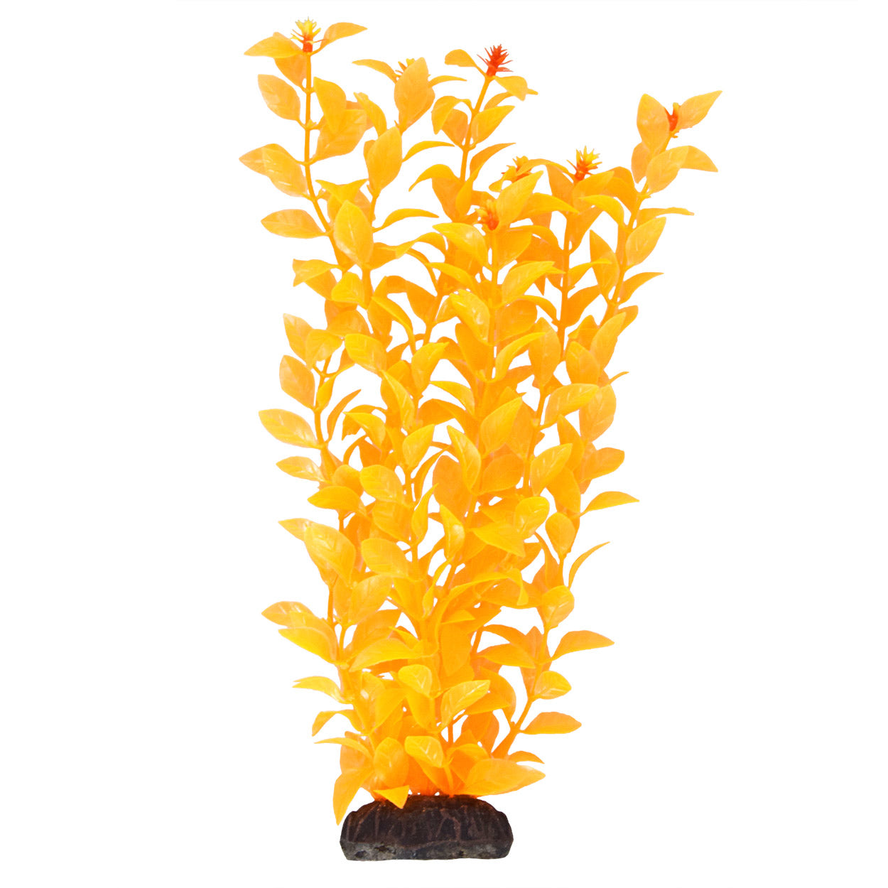 Ludwigia - Orange - 12"