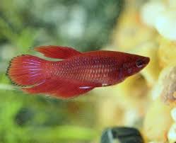 Betta, Female