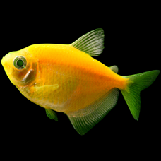 Glofish Tetra, Sunburst Orange