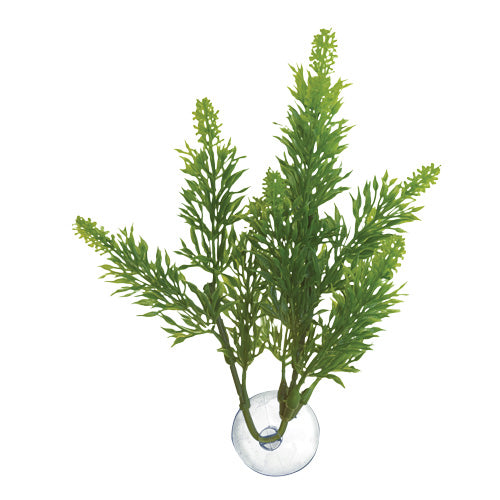 Z00 Med Betta Plants Salvia