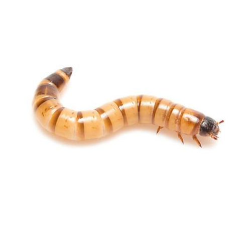 Live - Superworms - 50