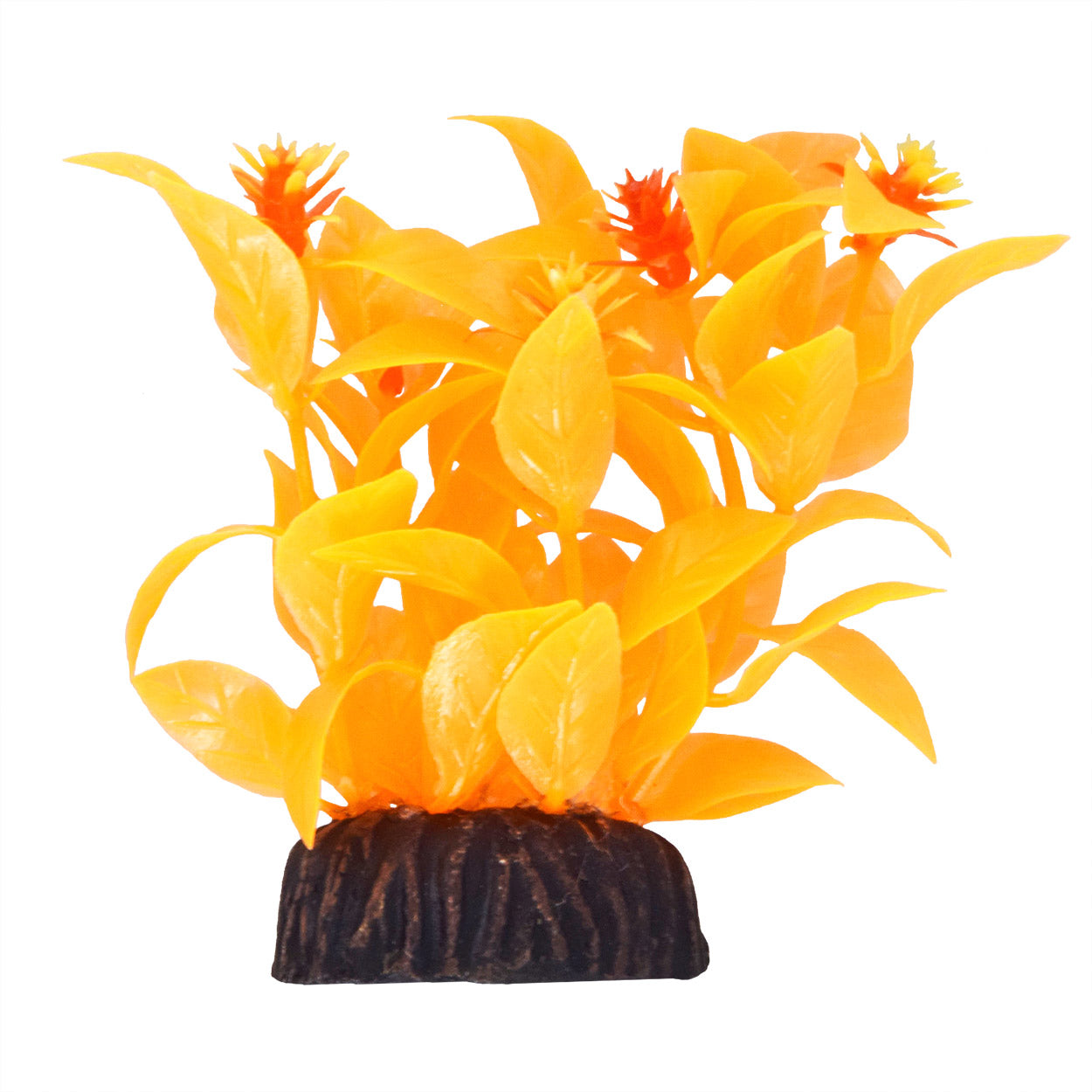 Ludwigia - Orange - 3"