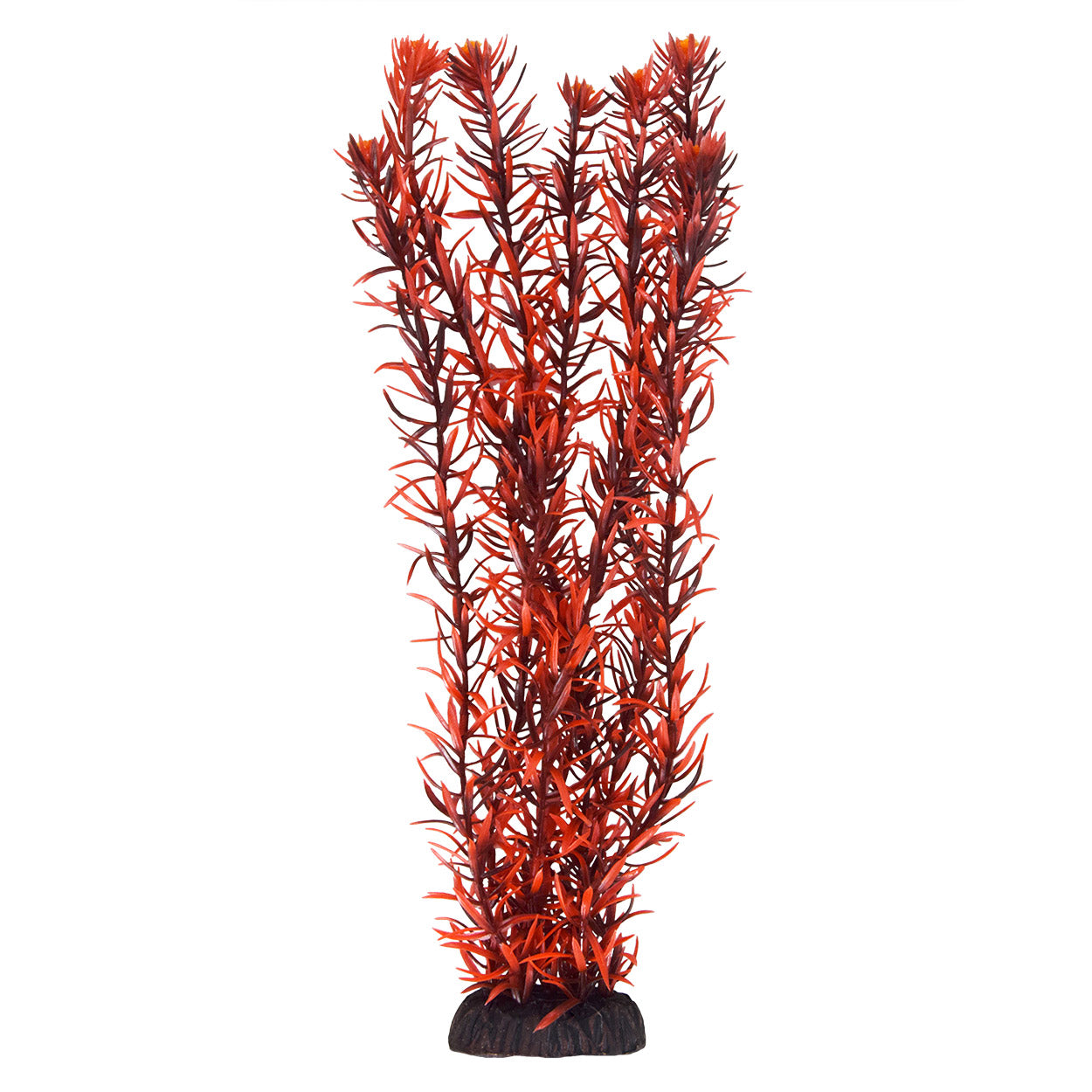 Rotala Indica - 16"