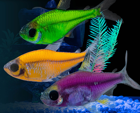 Glofish Assor. PRISTELLA Tetra
