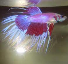 Betta, Crowntail (Fringe)
