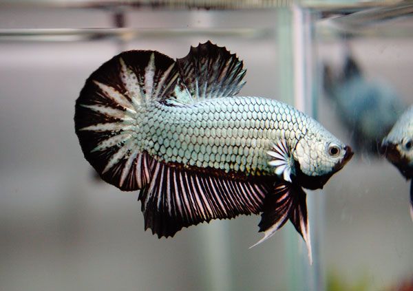 Betta, Dragon Scale Male