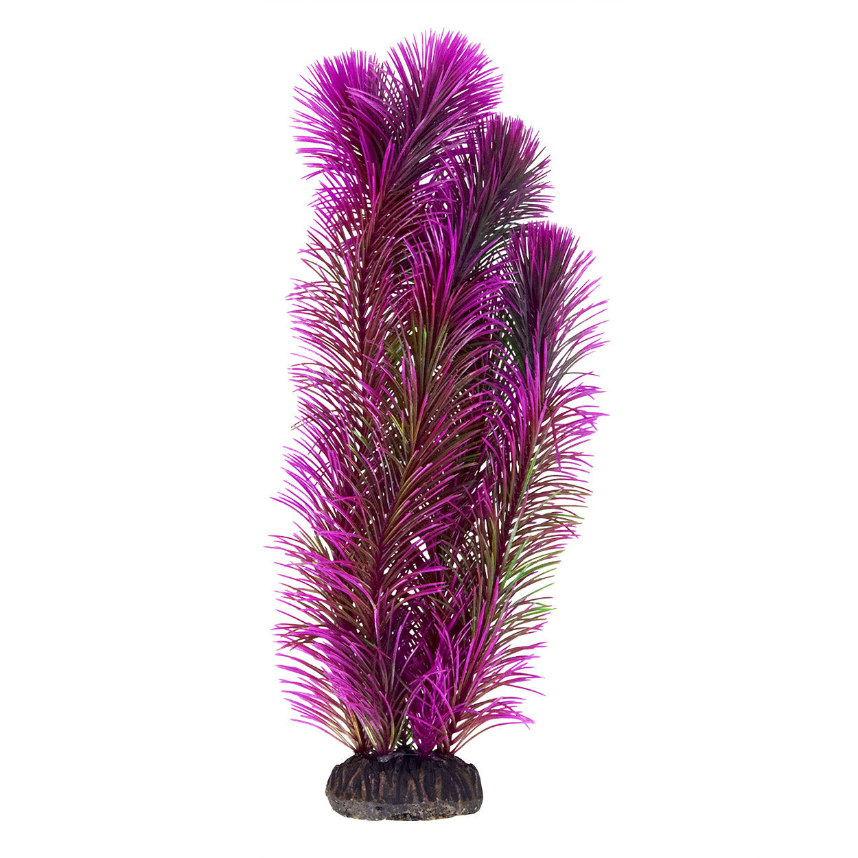 Ambulia - Purple - 12"