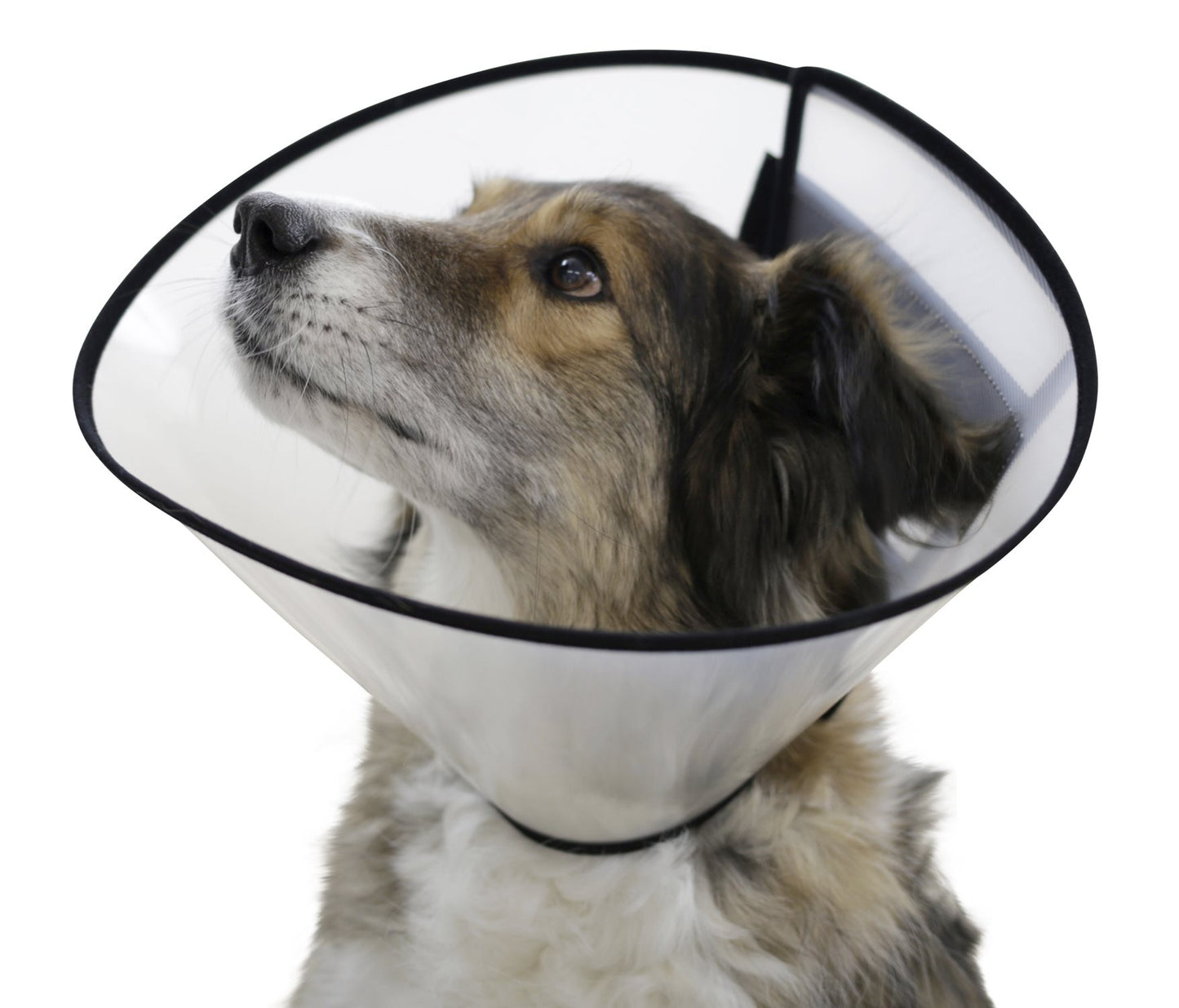 Elizabethan Collar, 12.5cm/5"