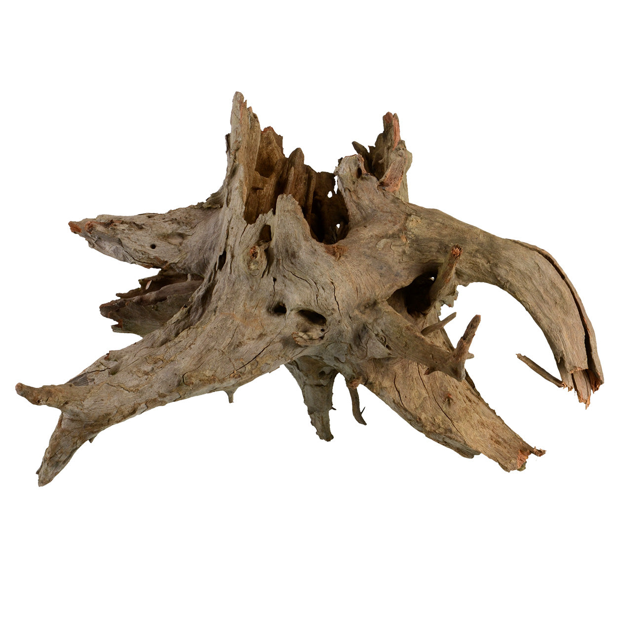 Eucalyptus Root - Medium