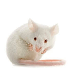 Frozen - Mouse Hopper
