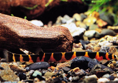 Loach,Banded Kuhli - Xlg