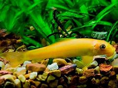Algae Eater, Golden