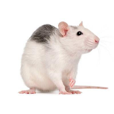 Frozen - Rat Medium