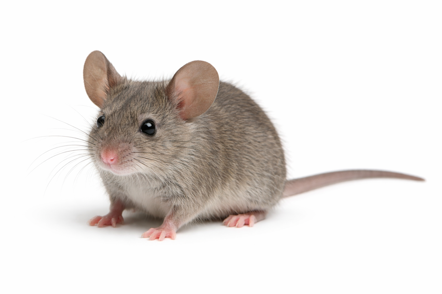 Frozen - Mouse Adult