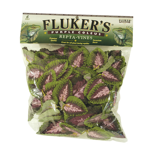 Repta-Vines - Purple Coleus - 6"