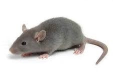 Frozen - Rat Small