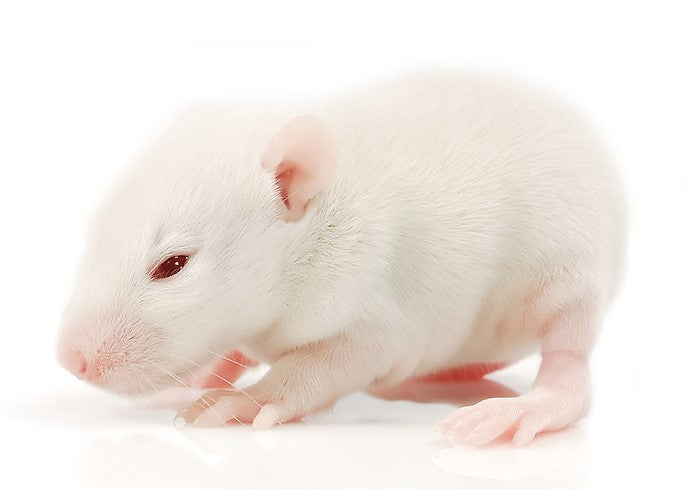 Frozen - Rat Pup